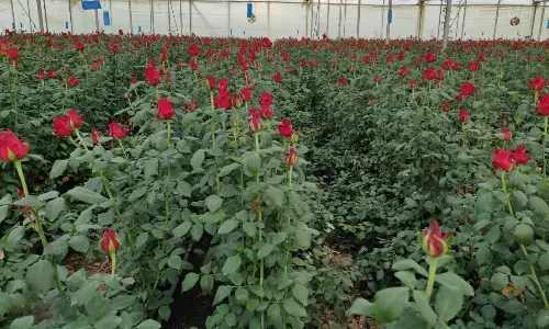 IAG Cargo has been operating flights across Kenya, India, South Africa, Holland, Colombia and Ecuador to destinations across the United States, Canada and into its hubs at London, UK and Madrid, Spain. IAG Cargo has been operating flights across Kenya, India, South Africa, Holland, Colombia and Ecuador to destinations across the United States, Canada and into its hubs at London, UK and Madrid, Spain.