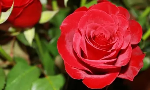 Kenyan flower exports in full bloom Kenyan flower exports in full bloom