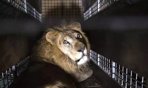 A Roaring Airlift A Roaring Airlift