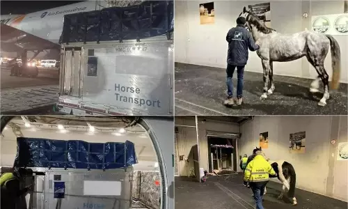 Intradco, Magma transport horses to Congo Intradco, Magma transport horses to Congo