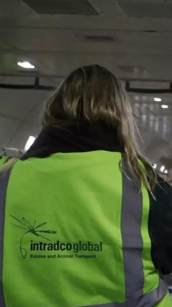 Intradco transports 330 cattle to West Africa