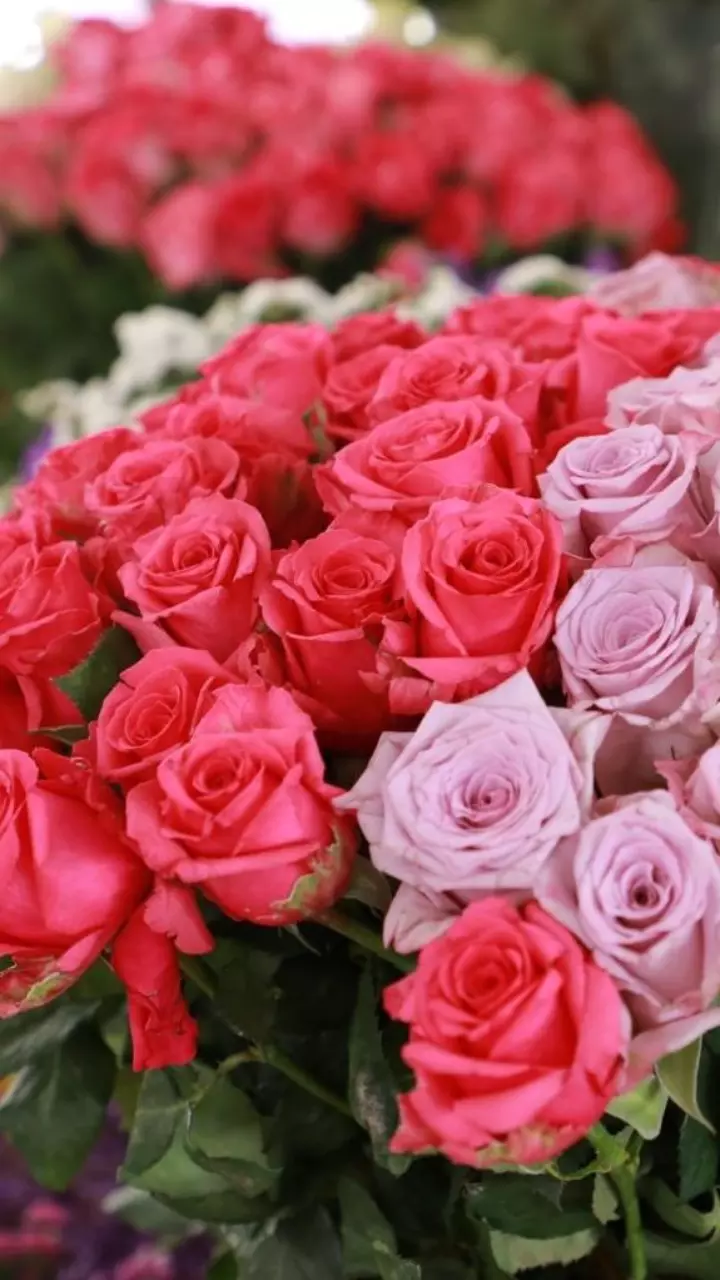 Ethiopian flower growers exported 2,165.33 tonnes of flowers for Valentines Day to the global market