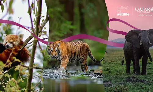 Qatar Airways partners with United for Wildlife Qatar Airways partners with United for Wildlife