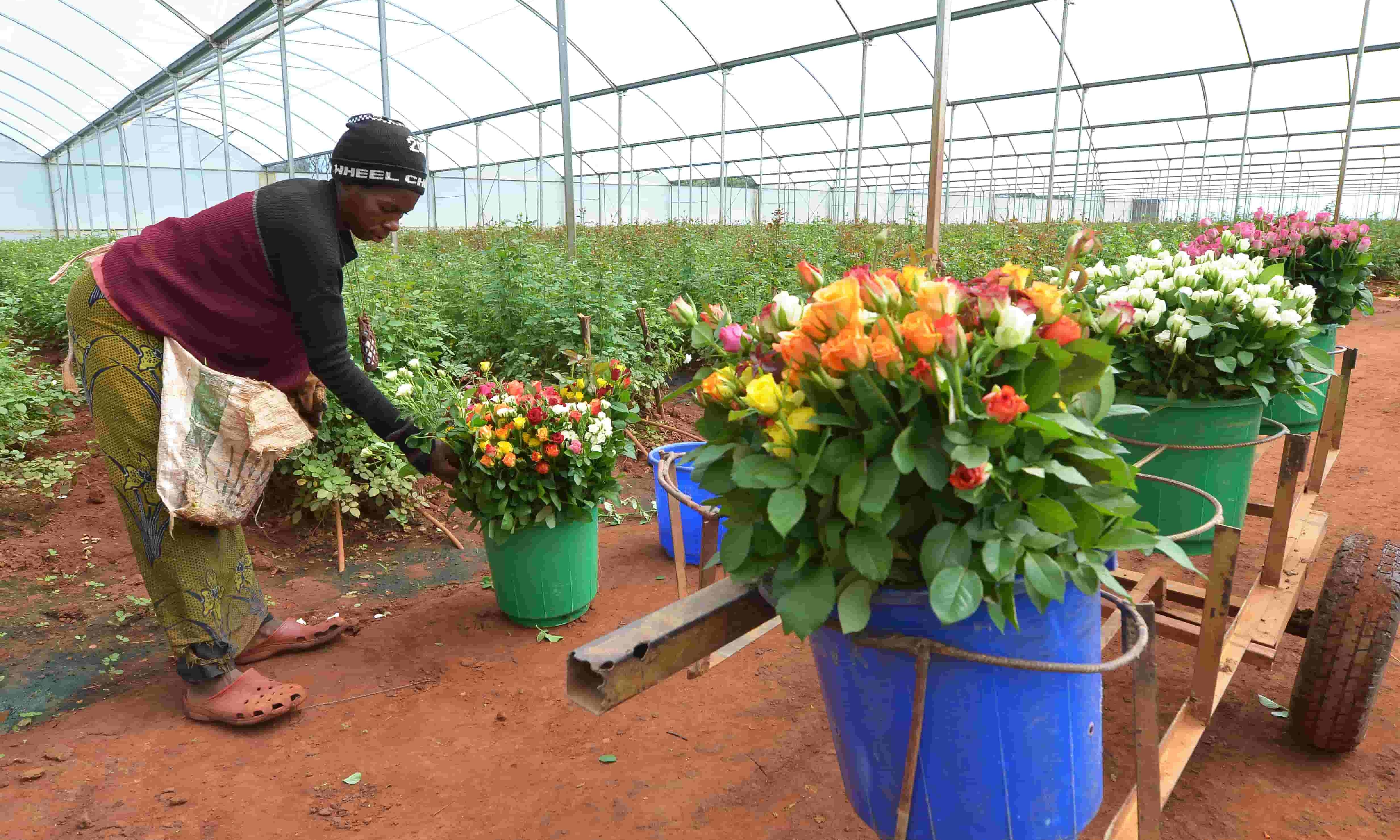 How women are setting new milestones in Kenyas floriculture sector How women are setting new milestones in Kenyas floriculture sector