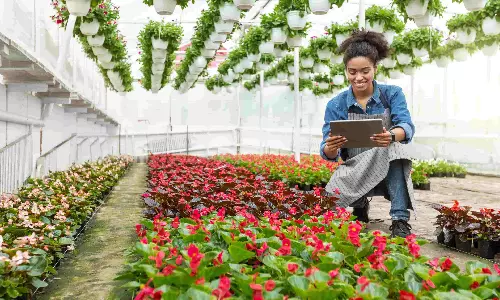 Can data-driven insights revolutionise flower logistics Can data-driven insights revolutionise flower logistics