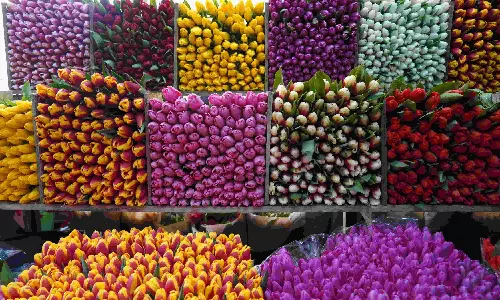 Why should you upgrade your flower export packaging techniques? Why should you upgrade your flower export packaging techniques?