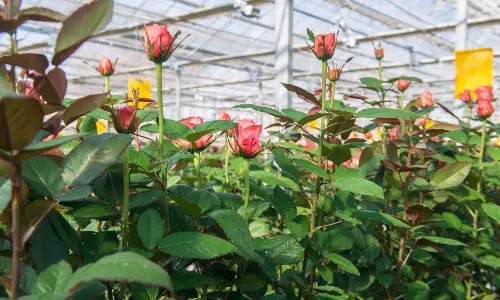 Logistics as competitive advantage for African flowers, perishables Logistics as competitive advantage for African flowers, perishables