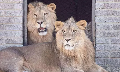 Back to wild: QR Cargo flies 6 rescued lions to Joburg Back to wild: QR Cargo flies 6 rescued lions to Joburg