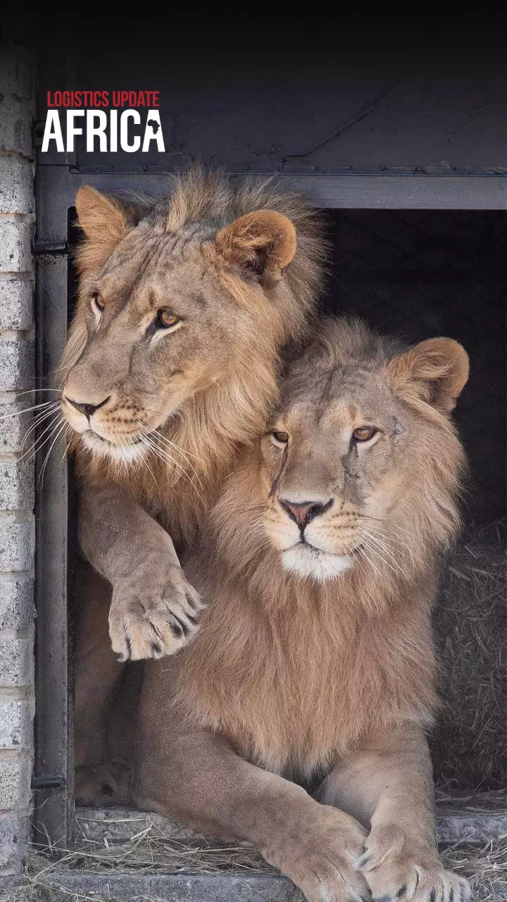Back to wild: QR Cargo flies 6 rescued lions to Joburg