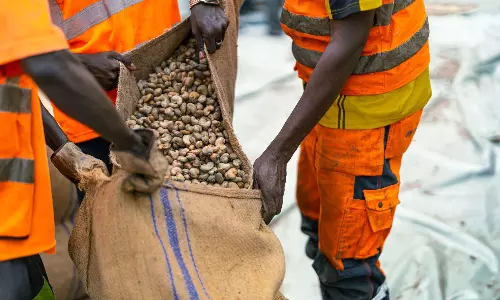 DP World Dakar handles 2K tonnes of cashew shipment from Guinea-Bissau DP World Dakar handles 2K tonnes of cashew shipment from Guinea-Bissau