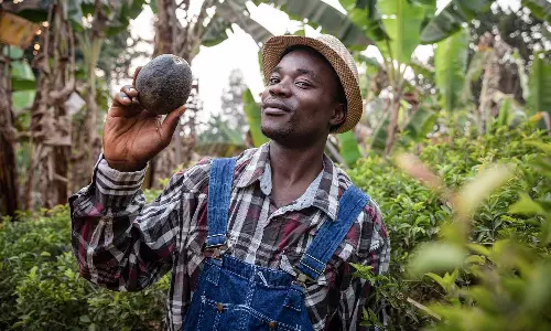 Why Kenyas avocado industry must grow and expand to succeed Why Kenyas avocado industry must grow and expand to succeed