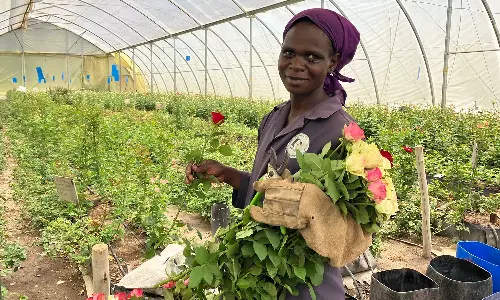 How Kenya is fuelling global romance with fresh flower exports How Kenya is fuelling global romance with fresh flower exports