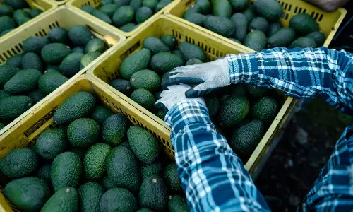 Fresh but fragile: African perishables need a logistics fix