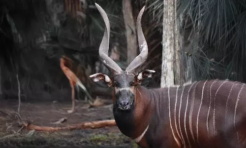 DHL Express flies 17 mountain bongo antelopes to Kenya DHL Express flies 17 mountain bongo antelopes to Kenya