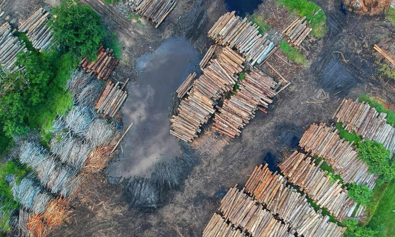 EU’s new deforestation rules are set to reshape global supply chains