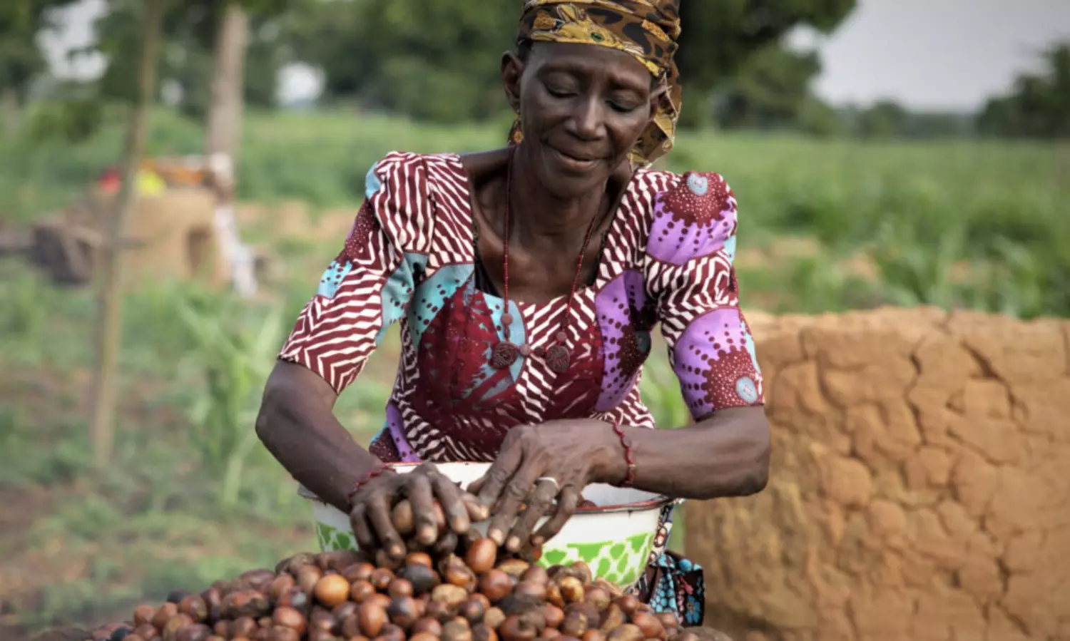 How can Nigeria’s shea nut export ban boost jobs, reshape logistics? How can Nigeria’s shea nut export ban boost jobs, reshape logistics?
