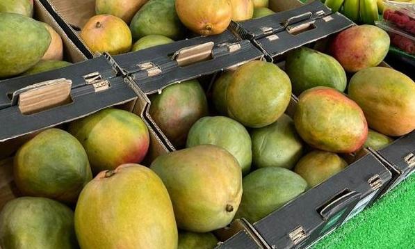 Ghana exports mangoes by road to Morocco in first-ever shipment