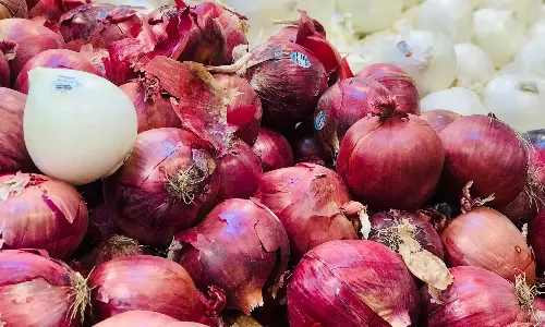 Egypt opens Vietnam market to fresh onion and garlic exports
