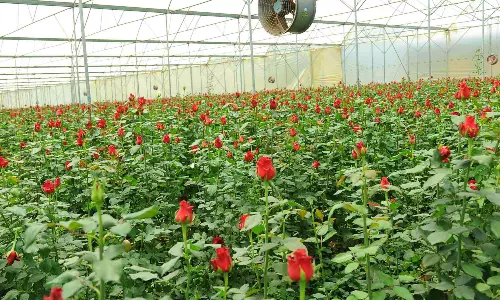 Roses at 35,000 feet: The Valentine’s cargo rush