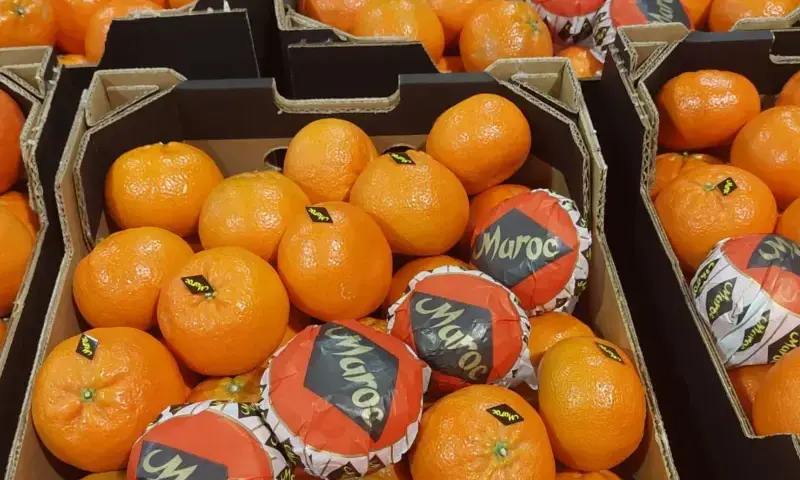 Morocco targets 550,000 tonnes of mandarin exports this season