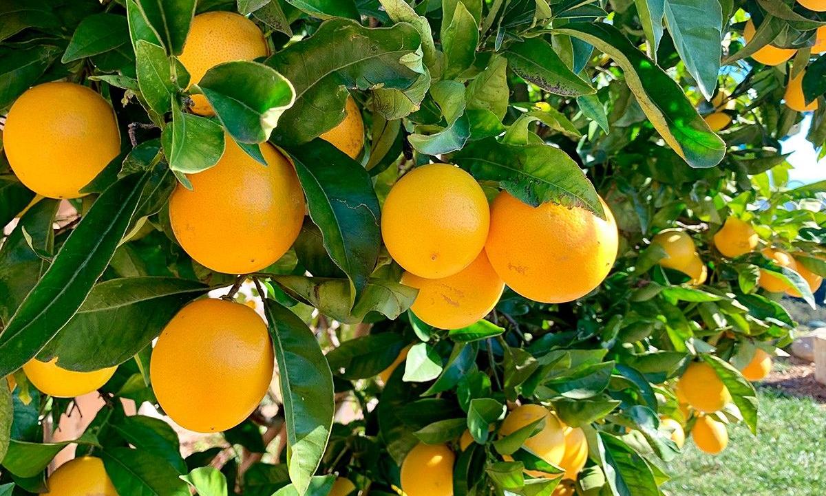 Egypt's citrus exports cross 2.2 million tonnes in 2025 growth