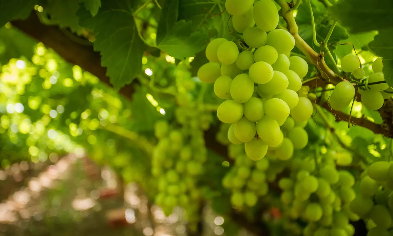 South Africa sends first table grape shipment to the Philippines