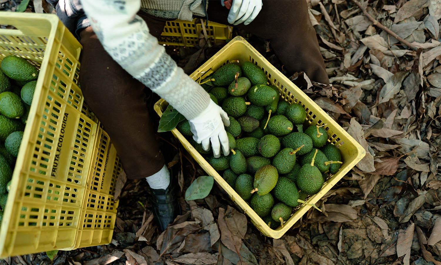 How do perishables travel from African farms to European shelves?