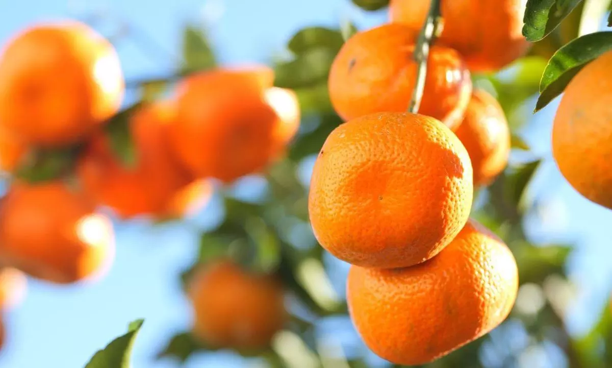 South Africa citrus exporters cautiously optimistic about US shipments