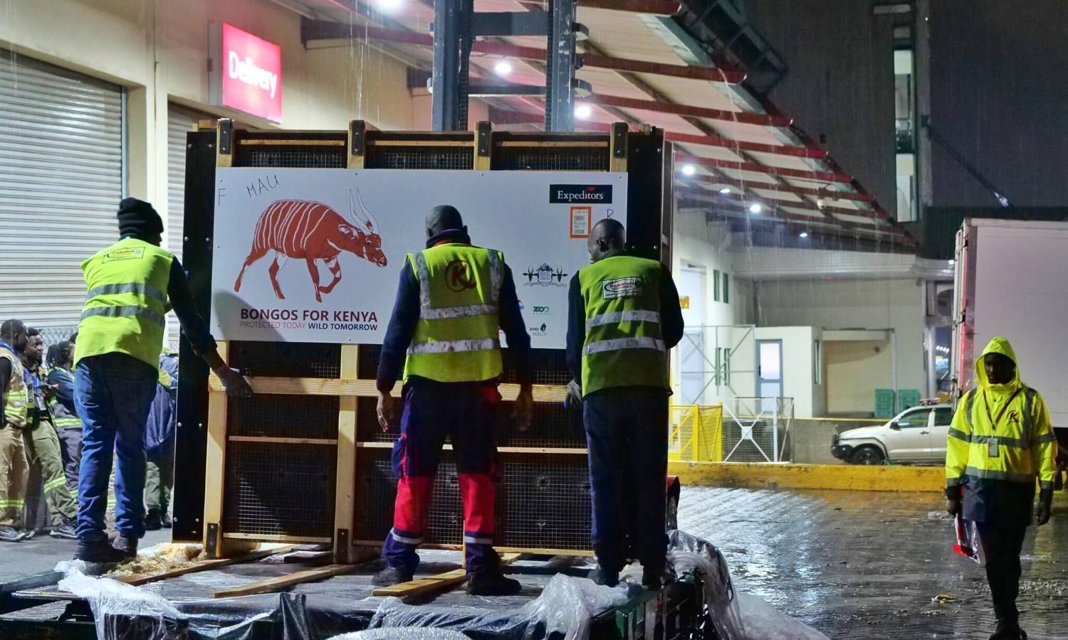 JKIA handles return of rare mountain bongos to Kenya