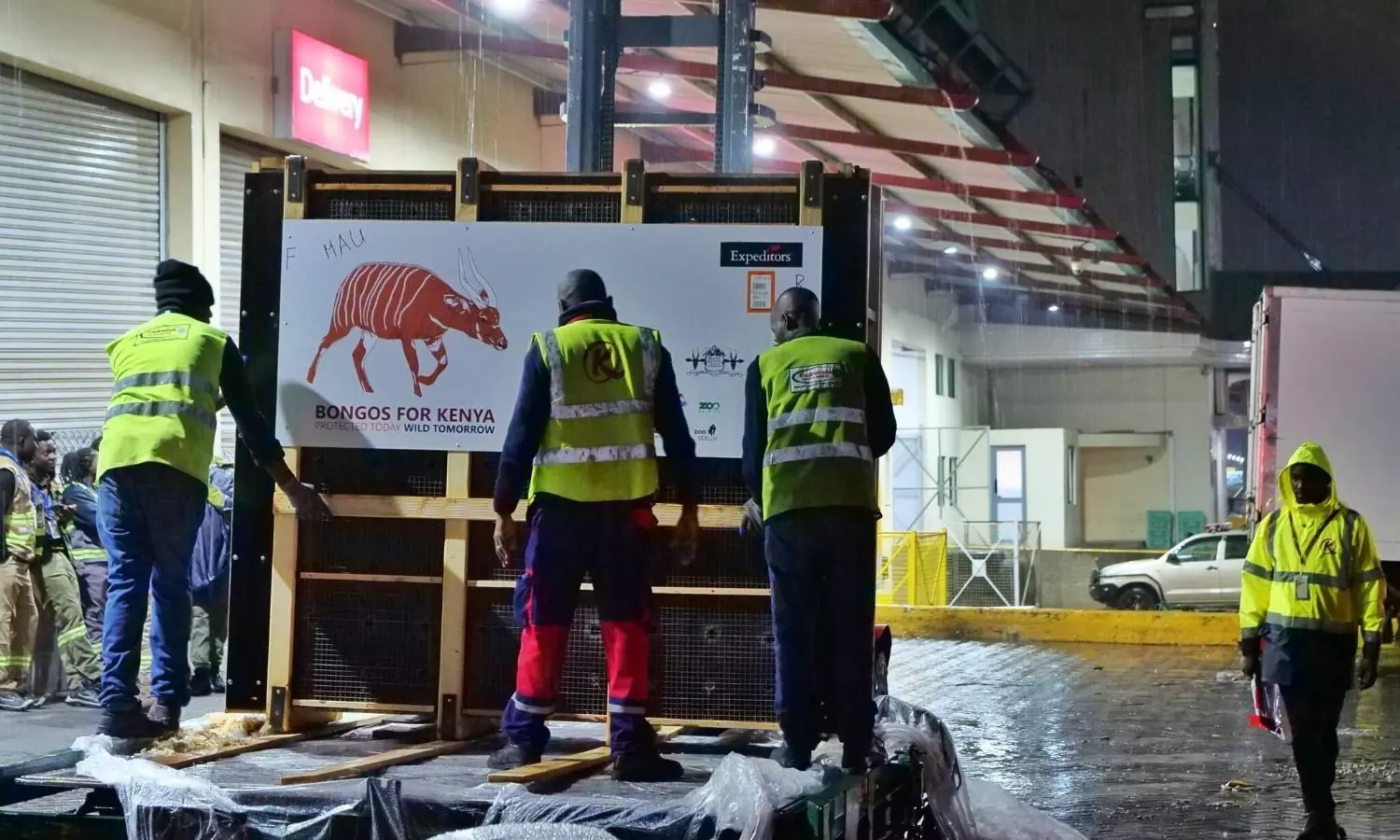 JKIA handles return of rare mountain bongos to Kenya