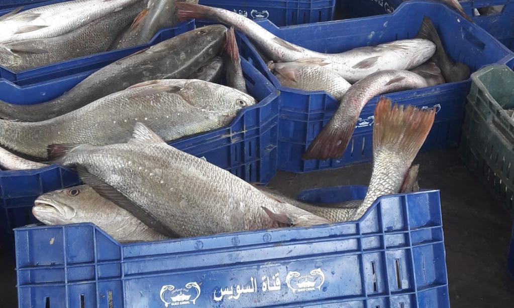 Egypt secures first-ever EU approval for farmed seafood exports
