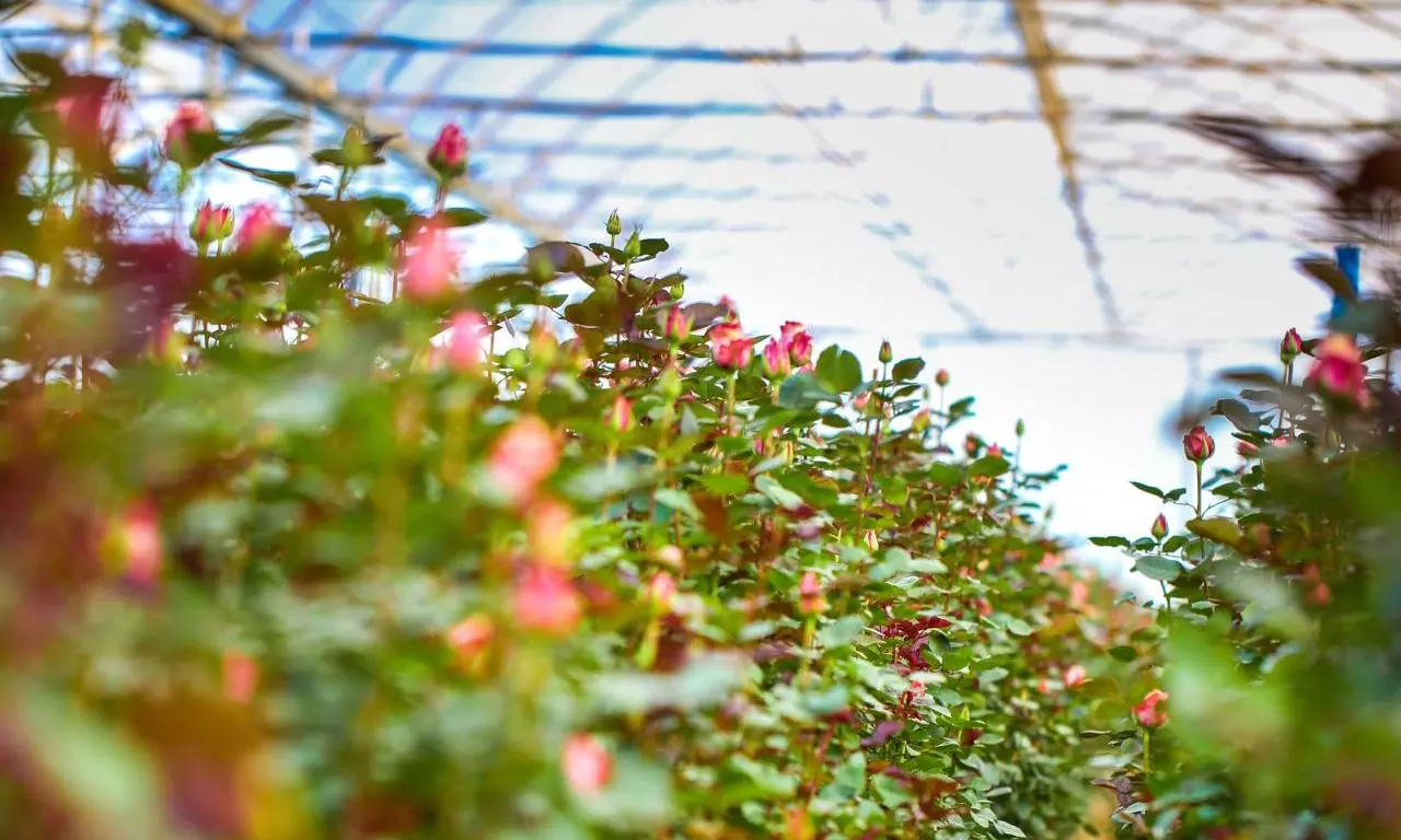War, freight, flights and the fight of Kenya’s flower farms War, freight, flights and the fight of Kenya’s flower farms
