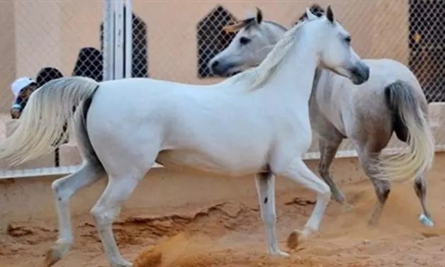 Egypt expands Arabian horse trade globally
