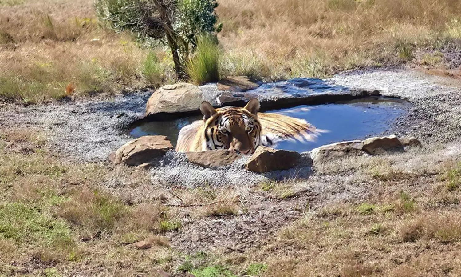 Lufthansa Cargo flies rescued tiger to South Africa Lufthansa Cargo flies rescued tiger to South Africa
