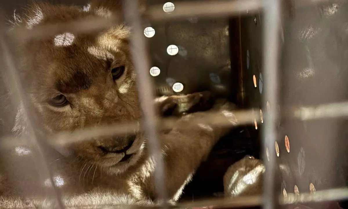 NAS Jo’burg moves three lion cubs from Johannesburg to Kilimanjaro NAS Jo’burg moves three lion cubs from Johannesburg to Kilimanjaro