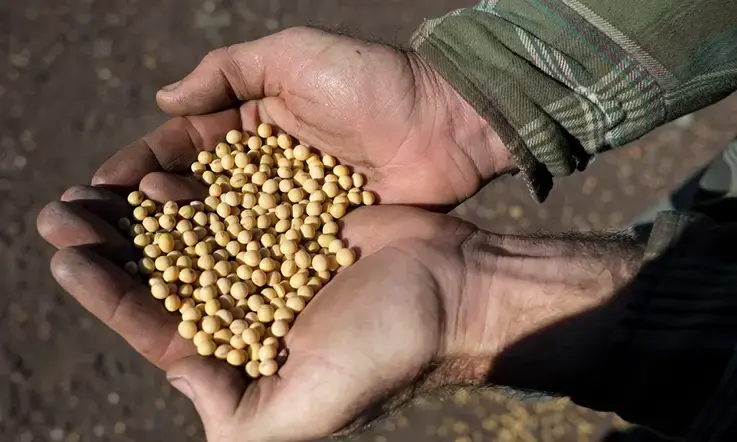 South Africa secures 200,000-tonne soybean export deal with China
