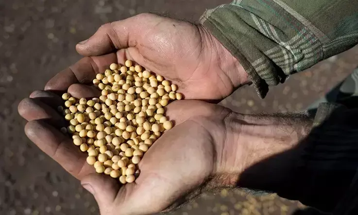 South Africa secures 200,000-tonne soybean export deal with China South Africa secures 200,000-tonne soybean export deal with China