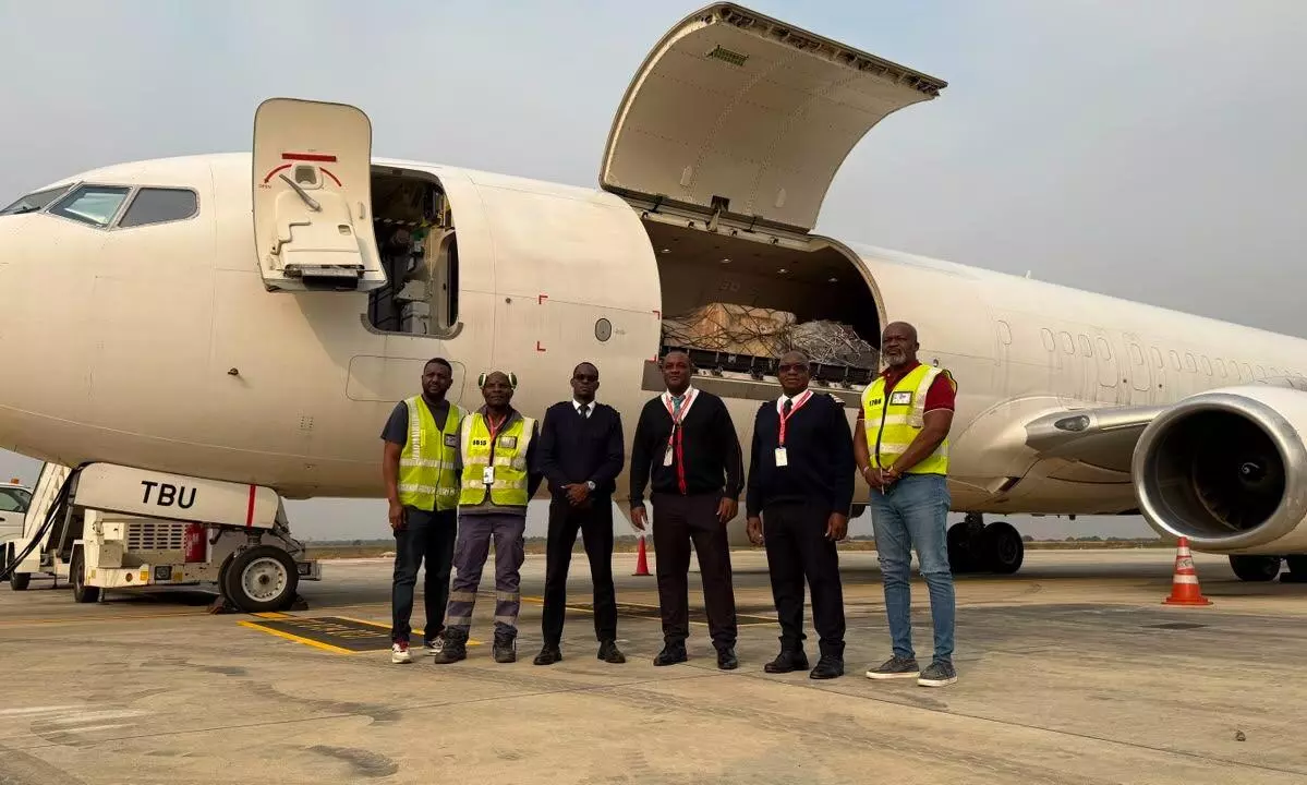 TAAG Angola flies two lions from Johannesburg to Lagos TAAG Angola flies two lions from Johannesburg to Lagos