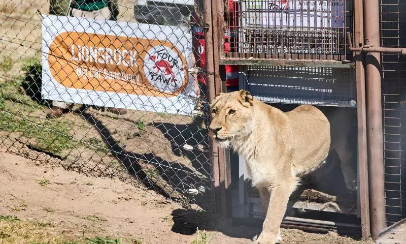 Six lions arrive safely in South Africa for new beginning Six lions arrive safely in South Africa for new beginning