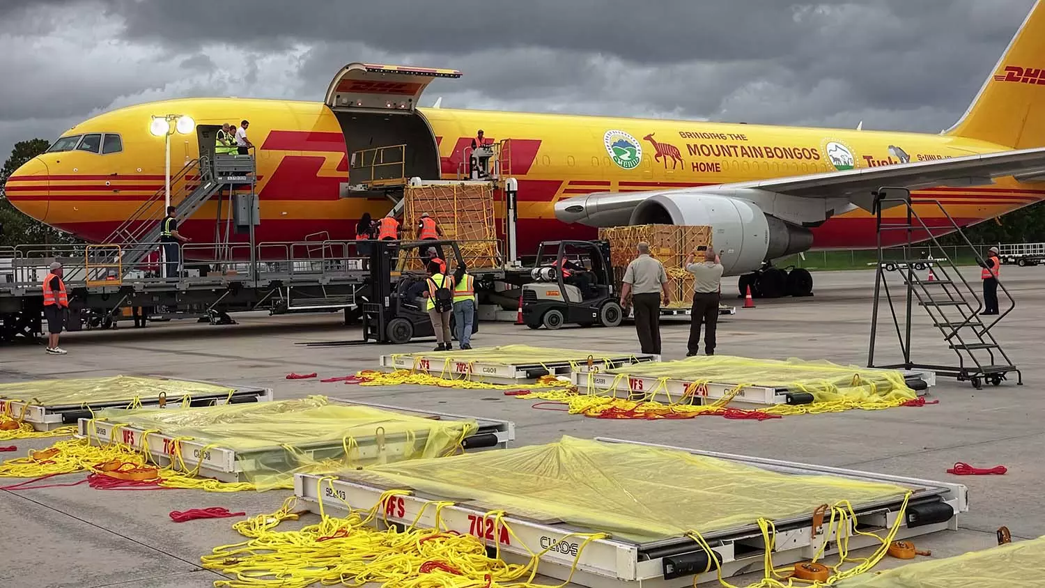 DHL AI tool streamlines complex global customs data