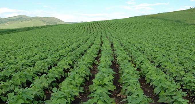 Surge in horti-exports pressures Kenya for EU deal