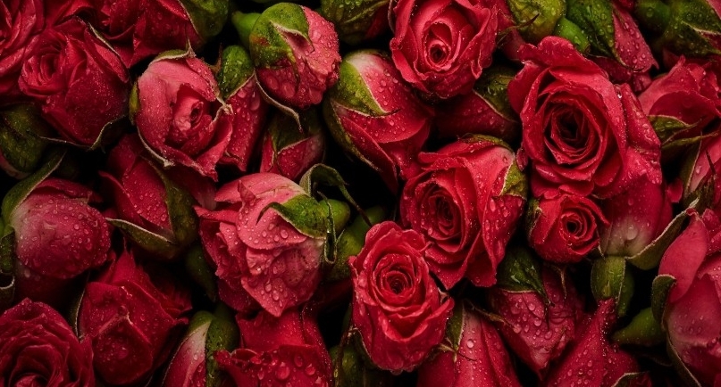 Qatar Airways Cargo apporte 5000 tonnes de fleurs à l’occasion de la Saint Valentin