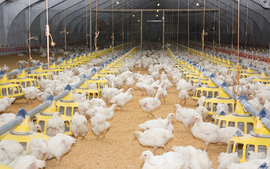 South Africa introduces poultry sector masterplan to boost exports