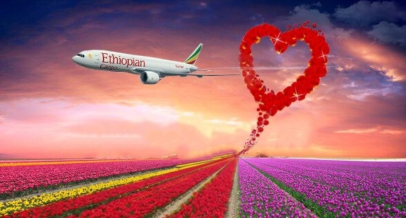 Ethiopian shipped 1,600 tonnes from Nairobi and 3,000 tonnes from Addis Ababa. Ethiopian shipped 1,600 tonnes from Nairobi and 3,000 tonnes from Addis Ababa.